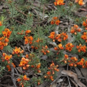 Pultenaea subspicata at Gundaroo, NSW - 22 Nov 2021 12:46 PM