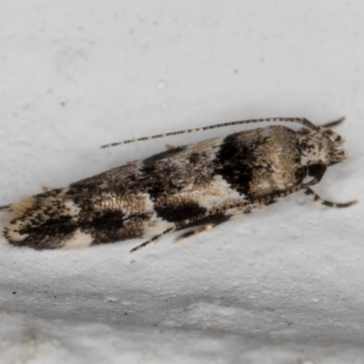 Stegasta variana (A curved-horn moth) at Melba, ACT - 6 Jan 2022 by kasiaaus
