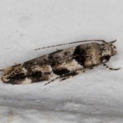 Stegasta variana (A curved-horn moth) at Melba, ACT - 6 Jan 2022 by kasiaaus