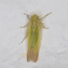 Anzygina sp. (genus) (A leafhopper) at Melba, ACT - 6 Jan 2022 by kasiaaus