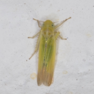 Anzygina sp. (genus) at Melba, ACT - 6 Jan 2022
