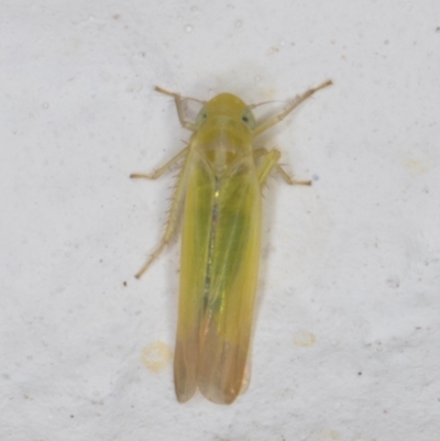 Anzygina sp. (genus) (A leafhopper) at Melba, ACT - 6 Jan 2022 by kasiaaus