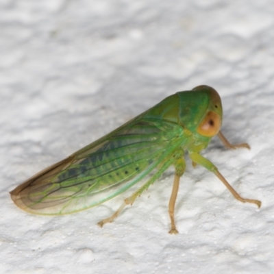 Cicadellidae (family) (Unidentified leafhopper) at Melba, ACT - 6 Jan 2022 by kasiaaus