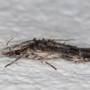 Leptozestis and Trachydora (genera) at Melba, ACT - 6 Jan 2022