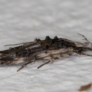 Leptozestis and Trachydora (genera) at Melba, ACT - 6 Jan 2022