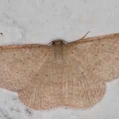 Scopula (genus) (A wave moth (Sterrhinae)) at Melba, ACT - 6 Jan 2022 by kasiaaus