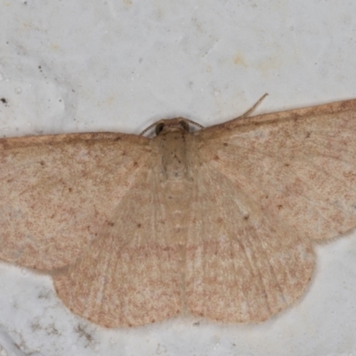 Scopula (genus) (A wave moth (Sterrhinae)) at Melba, ACT - 6 Jan 2022 by kasiaaus