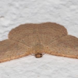 Scopula (genus) at Melba, ACT - 6 Jan 2022