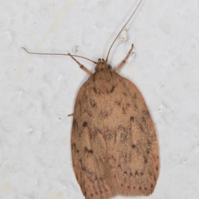 Garrha repandula (a Concealer Moth) at Melba, ACT - 6 Jan 2022 by kasiaaus