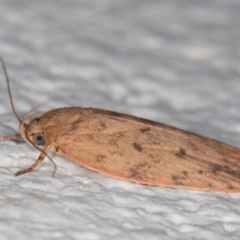 Garrha repandula at Melba, ACT - 6 Jan 2022 11:20 PM