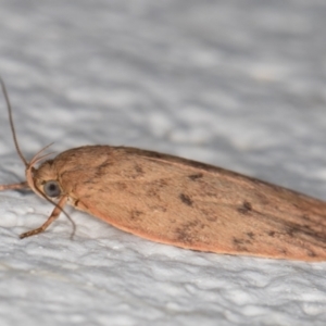 Garrha repandula at Melba, ACT - 6 Jan 2022 11:20 PM