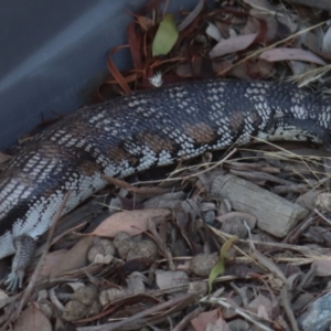 Tiliqua scincoides scincoides at Gundaroo, NSW - 11 Jan 2021