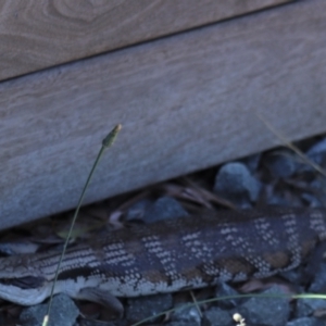 Tiliqua scincoides scincoides at Gundaroo, NSW - 11 Jan 2021