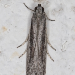 Phycitinae (subfamily) (A snout moth) at Melba, ACT - 6 Jan 2022 by kasiaaus