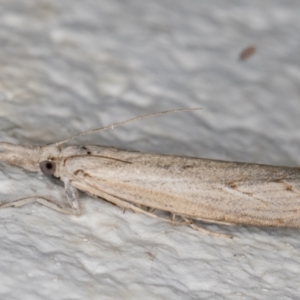 Culladia cuneiferellus at Melba, ACT - 6 Jan 2022