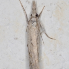 Culladia cuneiferellus at Melba, ACT - 6 Jan 2022