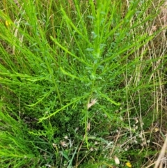 Cytisus scoparius subsp. scoparius (Scotch Broom, Broom, English Broom) at Top Hut TSR - 1 Mar 2022 by forest17178