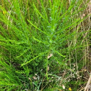 Cytisus scoparius subsp. scoparius at Dry Plain, NSW - 1 Mar 2022