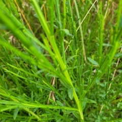 Cytisus scoparius subsp. scoparius at Dry Plain, NSW - 1 Mar 2022