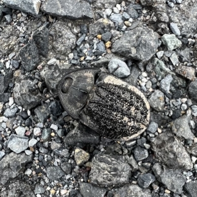 Helea ovata (Pie-dish beetle) at Murrumbateman, NSW - 1 Mar 2022 by SimoneC