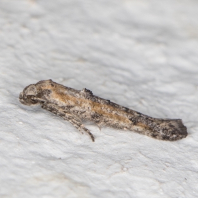 Epermenia exilis (Shark Moth (family Epermeniidae)) at Melba, ACT - 6 Jan 2022 by kasiaaus