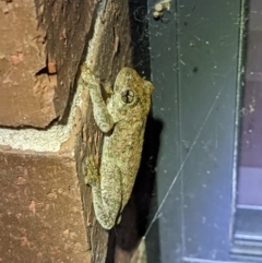 Litoria peronii (Peron's Tree Frog, Emerald Spotted Tree Frog) at Albury - 1 Mar 2022 by ChrisAllen