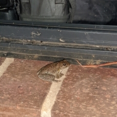 Litoria peronii at Thurgoona, NSW - 1 Mar 2022 08:55 PM