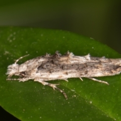 Leptozestis and Trachydora (genera) (A cosmet moth) at Melba, ACT - 6 Jan 2022 by kasiaaus