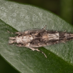 Leptozestis and Trachydora (genera) at Melba, ACT - 6 Jan 2022 11:30 PM