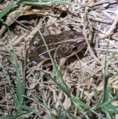 Limnodynastes tasmaniensis (Spotted Grass Frog) at Albury - 1 Mar 2022 by ChrisAllen