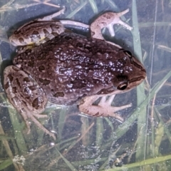 Limnodynastes tasmaniensis (Spotted Grass Frog) at Albury - 1 Mar 2022 by ChrisAllen