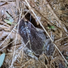 Limnodynastes tasmaniensis at Thurgoona, NSW - 1 Mar 2022 08:46 PM