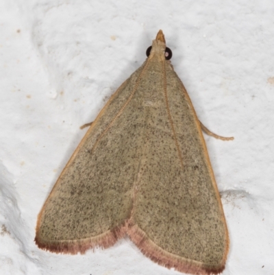Ocrasa albidalis (A Pyralid moth) at Melba, ACT - 6 Jan 2022 by kasiaaus