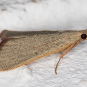 Ocrasa albidalis at Melba, ACT - 6 Jan 2022