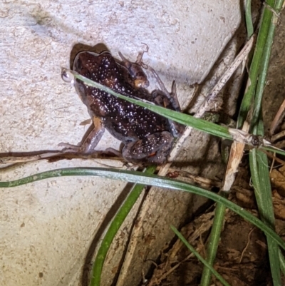 Uperoleia laevigata (Smooth Toadlet) at Thurgoona, NSW - 1 Mar 2022 by ChrisAllen