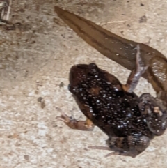 Uperoleia laevigata at Thurgoona, NSW - 1 Mar 2022 08:53 PM