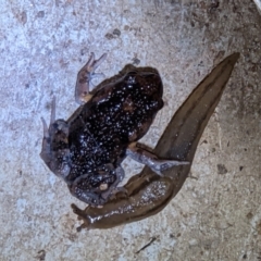 Uperoleia laevigata at Thurgoona, NSW - 1 Mar 2022 08:53 PM