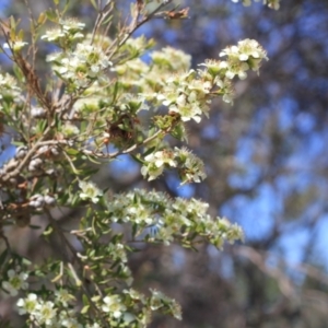 Leptospermum polygalifolium subsp. polygalifolium at Gundaroo, NSW - 27 Nov 2019