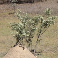 Leptospermum polygalifolium subsp. polygalifolium at Gundaroo, NSW - 27 Nov 2019