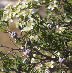 Leptospermum polygalifolium subsp. polygalifolium at Gundaroo, NSW - 27 Nov 2019