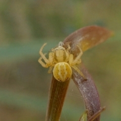 Australomisidia sp. (genus) (Flower spider) at Yass River, NSW - 1 Mar 2022 by SenexRugosus