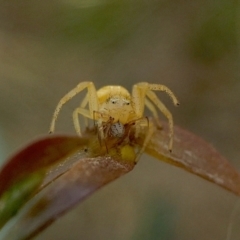 Australomisidia sp. (genus) at Yass River, NSW - 1 Mar 2022 05:00 PM