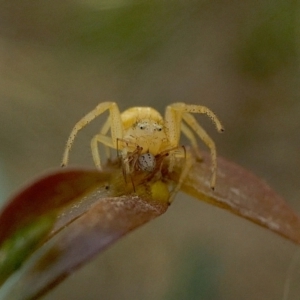 Australomisidia sp. (genus) at Yass River, NSW - 1 Mar 2022 05:00 PM