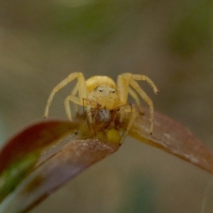 Australomisidia sp. (genus) at Yass River, NSW - 1 Mar 2022