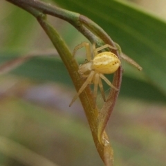 Australomisidia sp. (genus) at Yass River, NSW - 1 Mar 2022 05:00 PM