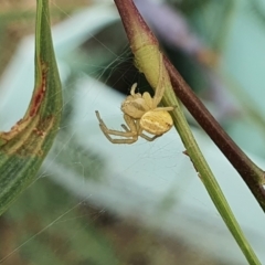 Australomisidia sp. (genus) at Yass River, NSW - 1 Mar 2022