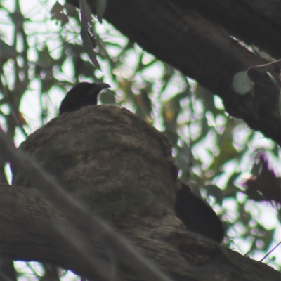 Corcorax melanorhamphos (White-winged Chough) at Gundaroo, NSW - 7 Nov 2021 by Gunyijan