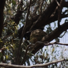 Corcorax melanorhamphos at Gundaroo, NSW - 7 Nov 2021