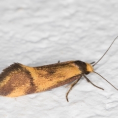 Isomoralla pyrrhoptera (A concealer moth) at Melba, ACT - 7 Jan 2022 by kasiaaus