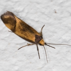 Isomoralla pyrrhoptera at Melba, ACT - 7 Jan 2022 12:14 AM